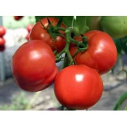Hibrit Domates Tohumu - Safir F1(Sera - Tarla ) Sırık - 1.000 Adet 