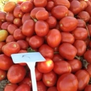 Hibrit Salçalık Domates Tohumu - SENTOSA F1 - 25.000 Adet 
