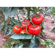 Hibrit Domates Tohumu  - Şimşek F1 (Sırık)  - 1.000 Adet 