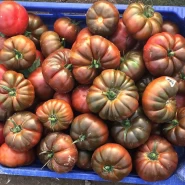 Hibrit Kahverengi Köy Domates Tohumu - Creary F1 - 2.500 Adet