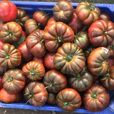 Hibrit Kahverengi Köy Domates Tohumu - Creary F1 - 25.000 Adet