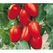 Hibrit Domates Tohumu F1 (Köşeli - Sanayi - Sofra) - 1.000 Adet 