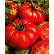 Hibrit Kırmızı Köy Domatesi Tohumu - Lomela F1 - 1.000 Adet Tohum