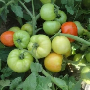 Hibrit Oturak Beef Domates Tohumu Corinnia F1 - 10.000 Adet