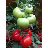 Hibrit Oturak Domates Tohumu - Corsari F1 - 1.000 Adet 