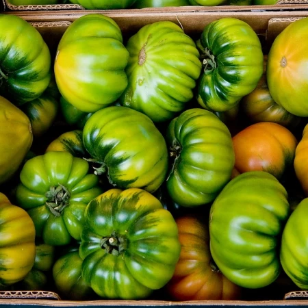 Hibrit Oturak Kırmızı Köy Domates Tohumu Marche F1 - 500 Adet