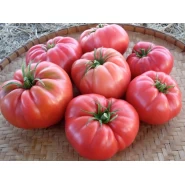 Hibrit Domates Tohumu - BARRA F1 (OTURAK - PEMBE KÖY) - 2.500 Adet 