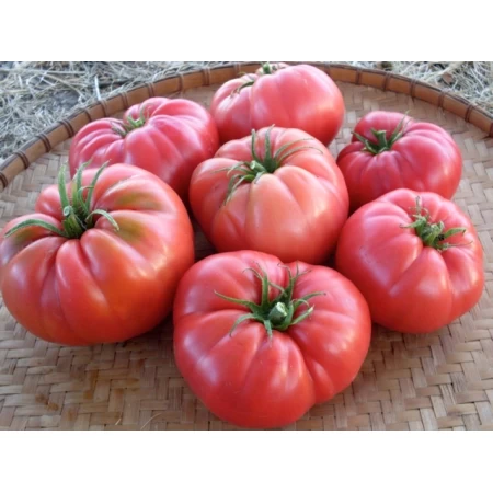 Hibrit Domates Tohumu - BARRA F1 (OTURAK - PEMBE KÖY) - 500 Adet