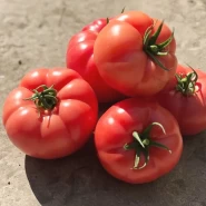 Hibrit Oturak Pembe Domates Tohumu Cypress F1 - 500 Adet