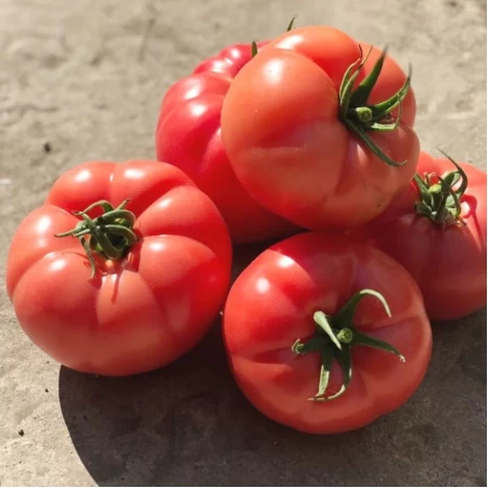 Hibrit Oturak Pembe Domates Tohumu Cypress F1 - 25.000 Adet