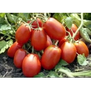 Hibrit Salçalık Domates Tohumu Grassy F1 - 5.000 Adet