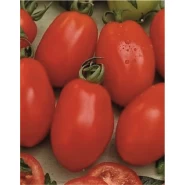 Hibrit Salçalık Domates Tohumu - NT1-2636 F1 - 10.000 Adet 