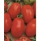 Hibrit Salçalık Domates Tohumu - NT1-2636 F1 - 2.500 Adet 