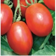 Hibrit Salçalık Domates Tohumu - NT1-3484 F1 - 25.000 Adet 