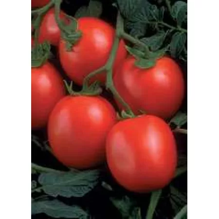 Hibrit Sanayi Domates Tohumu - Hypeel 696 F1 - 25.000 Adet