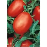 Hibrit Sanayi Domates Tohumu - Rio Grande - 500 Gr
