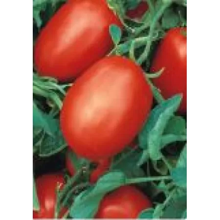 Hibrit Sanayi Domates Tohumu - Rio Grande - 500 Gr