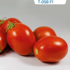 Hibrit Sanayi Domates Tohumu  - T-058 F1 - 1.000 Adet 