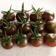 Hibrit Sırık Cherry Domates Tohumu Cynthia F1 - 1.000 Adet