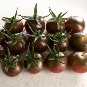 Hibrit Sırık Çikolata Cherry Domates Fidesi Cynthia F1