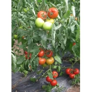 Hibrit Sırık  Domates Tohumu - SVTH 8419 F1 (ROYAL) - 1.000 Adet 