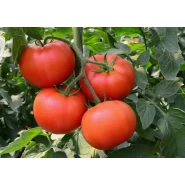 Hibrit Sırık Domates Tohumu - Lisala F1 - 10.000 Adet