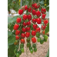 Hibrit Sırık Kokteyl Domates Tohumu Buildo F1 - 500 Adet