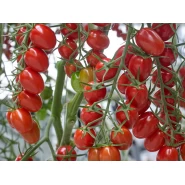 Hibrit Sırık Kokteyl Domates Tohumu Deina F1 - 2.500 Adet