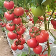 Hibrit Sırık Pembe Domates Tohumu Cania F1 -5.000 Adet