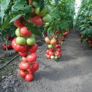 Hibrit Sırık Pembe Domates Tohumu Orwell F1 - 500 Adet