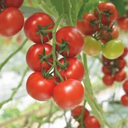 Hibrit Sırık Salkım Domates Tohumu Assina F1 - 5.000 Adet