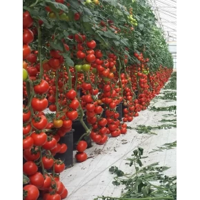 Hibrit Sırık Salkım Domates Tohumu Caprera F1-1.000 Adet