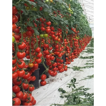 Hibrit Sırık Salkım Domates Tohumu Caprera F1- 25.000 Adet