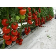 Hibrit Sırık Salkım Domates Tohumu Coewer F1- 10.000 Adet