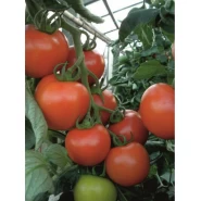 Hibrit Domates Tohumu - Diglo F1 (Sırık - Sofralık) - 500 Adet