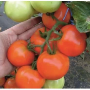 Hibrit Domates Tohumu - Hores F1 ( Sırık - Sofralık)- 25.000 Adet 