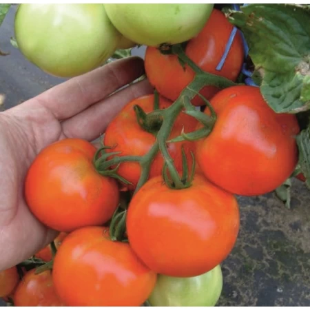 Hibrit Domates Tohumu - Hores F1 ( Sırık - Sofralık)- 2.500 Adet