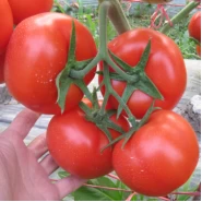 Hibrit Sırık Sofralık Domates Tohumu Palegrow F1 - 25.000 Adet
