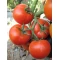 Hibrit Sırık Sofralık Domates Tohumu Palegrow F1 - 2.500 Adet Hibrit Sırık Sofralık Domates Tohumu Palegrow F1 - 2.500 Adet