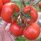 Hibrit Sırık Sofralık Domates Tohumu Palegrow F1 - 1.000 Adet