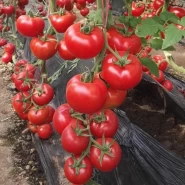 Hibrit Sırık Tane Domates Tohumu Harper F1 - 25.000 Adet