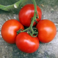 Hibrit Sırık Tane Domates Tohumu Pantaleo F1 - 2.500 Adet