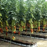 Hibrit Sırık Yuvarlak Kokteyl Domates Tohumu Lumbly F1- 2.500 Adet