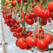 Hibrit Yarı Sırık Kırmızı Köy Domatesi Tohumu Regone F1 - 2.500 Adet