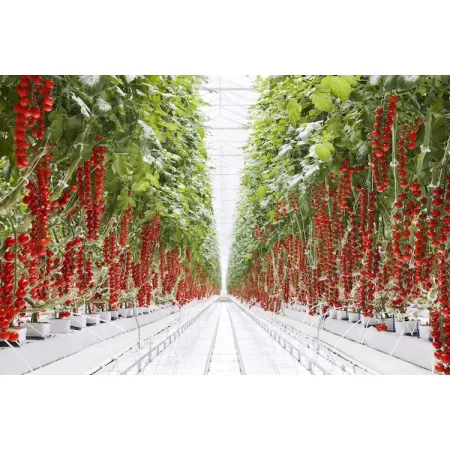 İthal Cherry Domates Fidesi Chessy 216'lı 5 Viyol