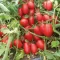 İthal Salçalık Domates Fidesi Caste Rio