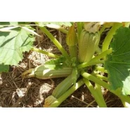 Hibrit Kabak Tohumu JEDİDA F1 - 100 gr 