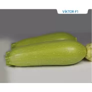 Hibrit Kabak Tohumu - Viktor F1 - 500 Adet 