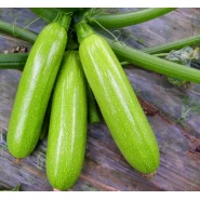 Hibrit Sakız Kabak Tohumu - HAYMES F1 - 2.500 Adet 