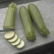 Hibrit Kabak Tohumu Topkapi F1 - 500 gr